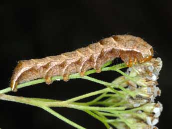  Chenille de Melanchra persicariae L. - �Alexis Borges