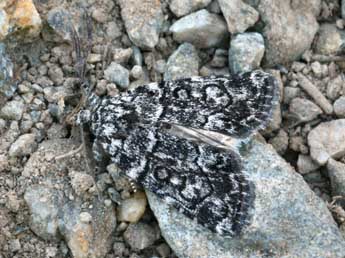 Bryophila galathea Mill. adulte - �Daniel Morel