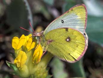 Colias phicomone Esp. adulte - �Tristan Lafranchis