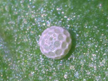  Oeuf de Lycaena phlaeas L. - �Serge Wambeke