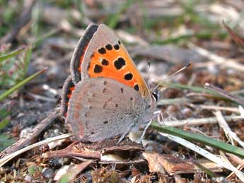 Lycaena phlaeas L. adulte - �Philippe Mothiron