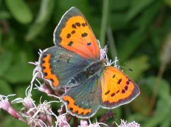 Lycaena phlaeas L. adulte - �Philippe Mothiron