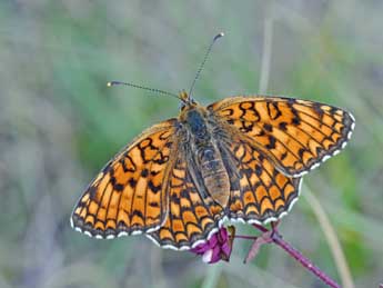 Melitaea phoebe D. & S. adulte - �Philippe Mothiron