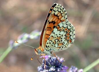 Melitaea phoebe D. & S. adulte - �Philippe Mothiron
