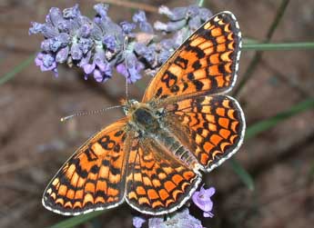 Melitaea phoebe D. & S. adulte - �Philippe Mothiron