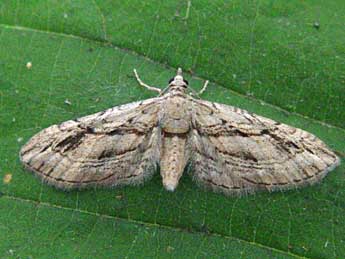 Eupithecia phoeniceata Rbr adulte - �Jean-Paul Quinette