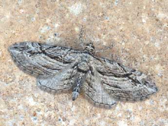 Eupithecia phoeniceata Rbr adulte - �Daniel Morel