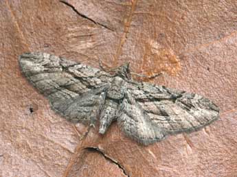 Eupithecia phoeniceata Rbr adulte - �Daniel Morel