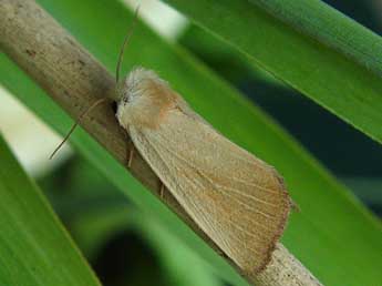 Arenostola phragmitidis Hb. adulte - �Nicole Lepertel