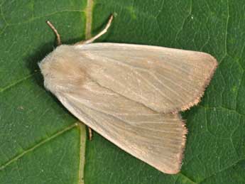 Arenostola phragmitidis Hb. adulte - �Philippe Mothiron