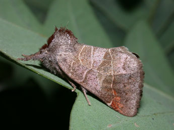 Clostera pigra Hfn. adulte - �Philippe Mothiron