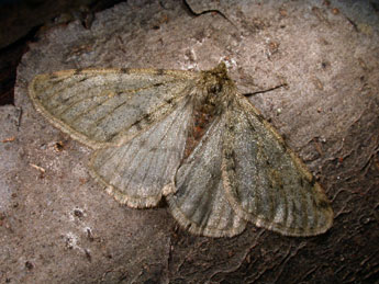 Phigalia pilosaria D. & S. adulte - �Philippe Mothiron