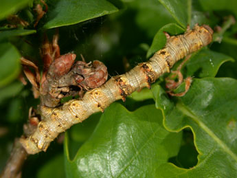  Chenille de Phigalia pilosaria D. & S. - �Philippe Mothiron