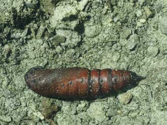  Chrysalide de Hyloicus pinastri L. - �Philippe Mothiron