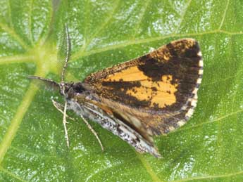 Bupalus piniaria L. adulte - �Philippe Mothiron