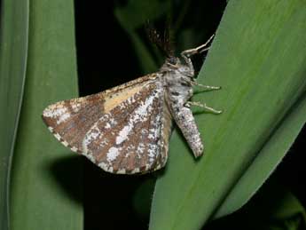 Bupalus piniaria L. adulte - �Philippe Mothiron