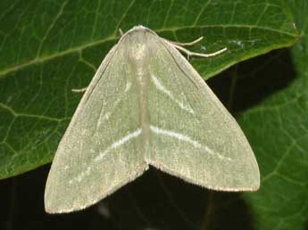 Hylaea pinicolaria Bell. adulte - �Fr�d�ric Billi