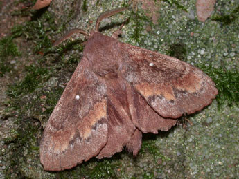 Dendrolimus pini L. adulte - �Philippe Mothiron