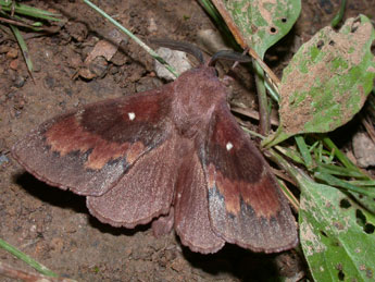 Dendrolimus pini L. adulte - �Philippe Mothiron