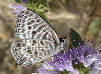 Leptotes pirithous L. adulte - �Jean-Pierre Arnaud