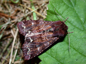 Ceramica pisi L. adulte - �Philippe Mothiron