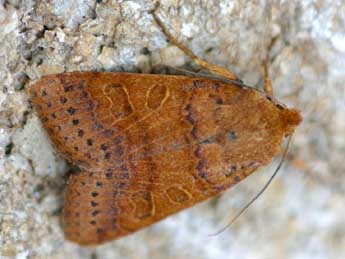 Anchoscelis pistacinoides Aub. adulte - �Daniel Morel