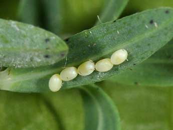  Oeuf de Aplocera plagiata L. - �Philippe Mothiron