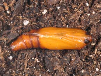  Chrysalide de Aplocera plagiata L. - �Philippe Mothiron