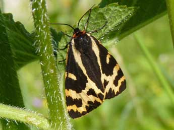 Arctia plantaginis L. adulte - �Claude Voinot