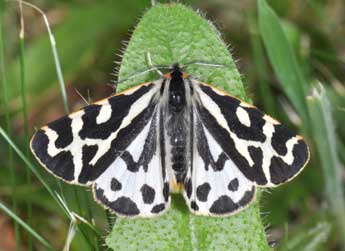 Arctia plantaginis L. adulte - �Philippe Mothiron