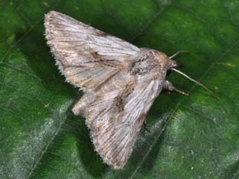 Calophasia platyptera Esp. adulte - �Philippe Mothiron