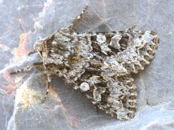 Hada plebeja L. adulte - �Daniel Morel