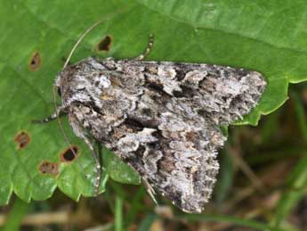 Hada plebeja L. adulte - �Philippe Mothiron