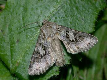 Hada plebeja L. adulte - �Philippe Mothiron