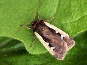 Ochropleura plecta L. adulte - �Daniel Morel