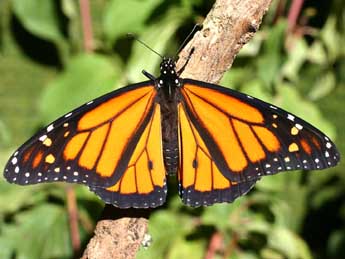 Danaus plexippus L. adulte - �Serge Wambeke