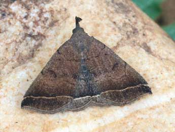 Polypogon plumigeralis Hb. adulte - �Daniel Morel