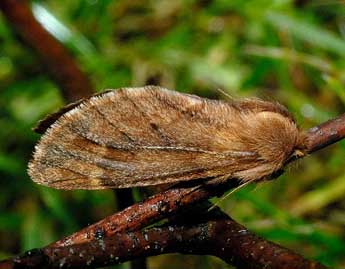 Ptilophora plumigera D. & S. adulte - �Fran�ois Spill