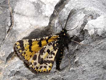 Eurranthis plummistaria Vill. adulte - �Jean-Pierre Arnaud