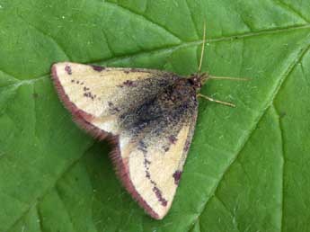 Lythria plumularia Frr adulte - �Daniel Morel