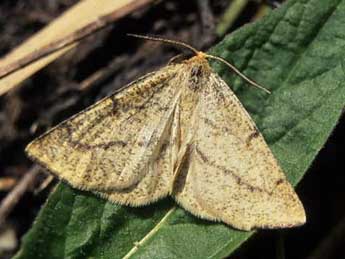 Hypoxystis pluviaria F. adulte - �Michel Savourey