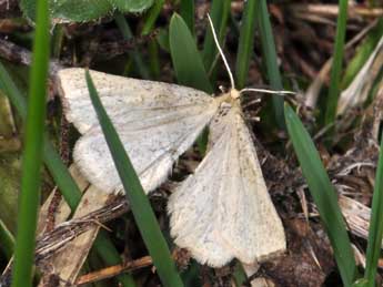 Hypoxystis pluviaria F. adulte - �Philippe Mothiron