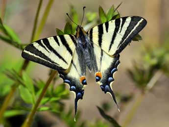 Iphiclides podalirius L. adulte - �Jean-Fran�ois Maradan