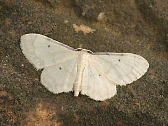 Idaea politaria Hb. adulte - �Daniel Morel