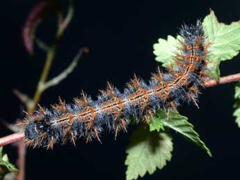 Chenille de Nymphalis polychloros L. - �Philippe Mothiron
