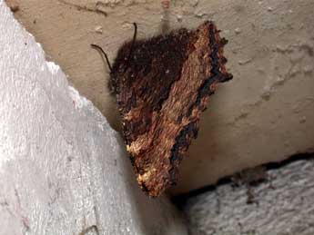 Nymphalis polychloros L. adulte - �Philippe Mothiron