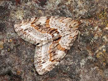 Trichopteryx polycommata D. & S. adulte - �Daniel Morel