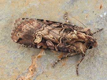 Opigena polygona D. & S. adulte - �Daniel Morel