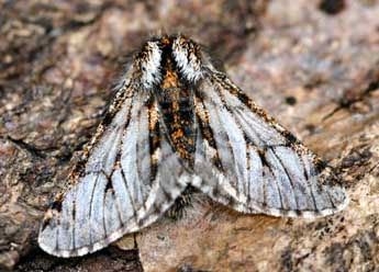 Lycia pomonaria Hb. adulte - �Daniel Morel