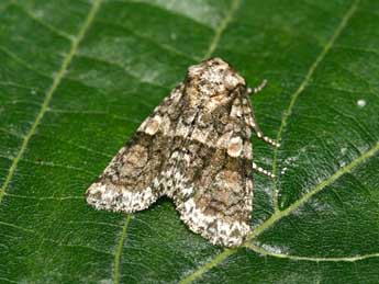 Craniophora pontica Stgr adulte - �Patrick Rosset